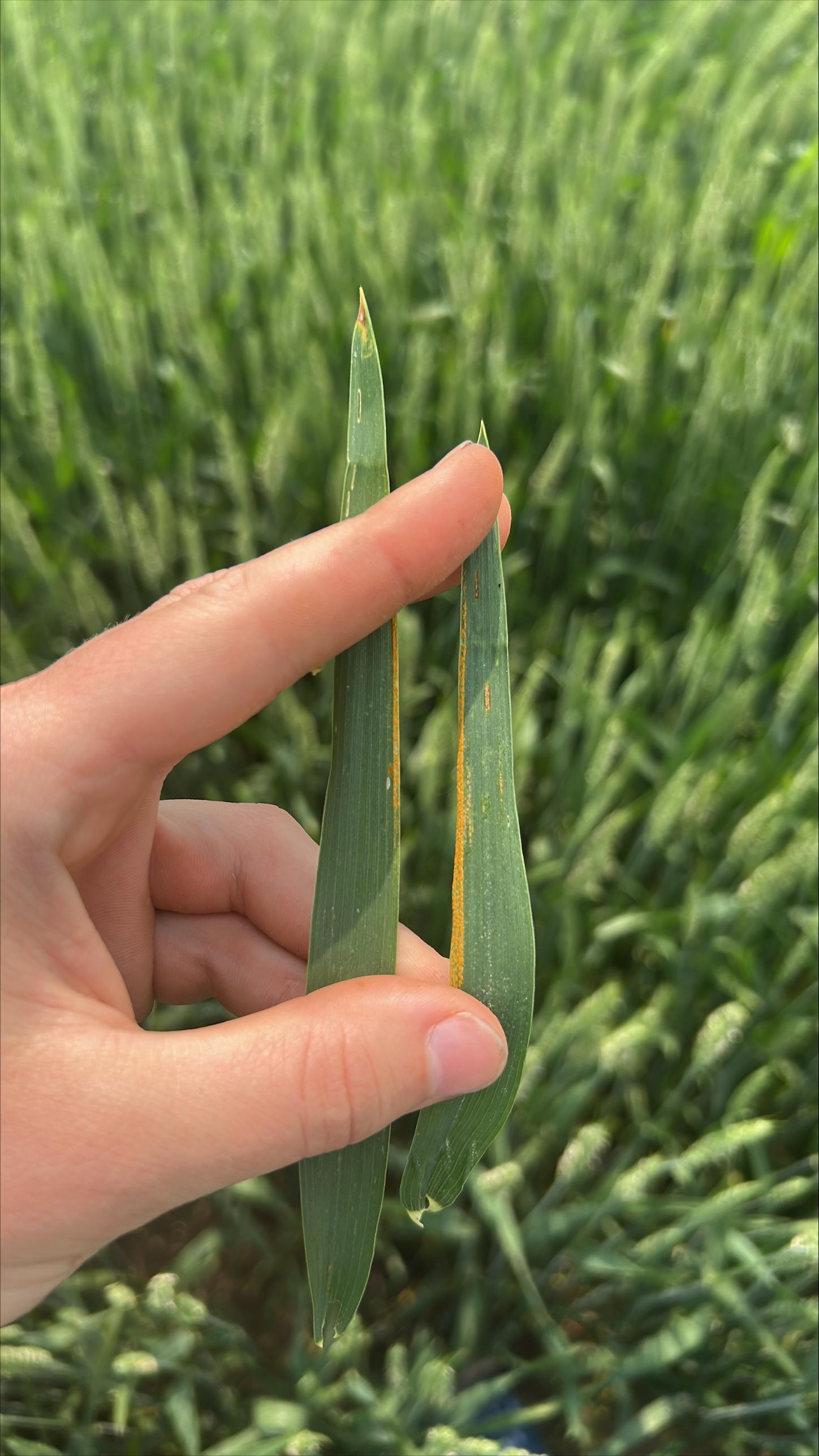Photo 3_Celovsky stripe rust.jpeg